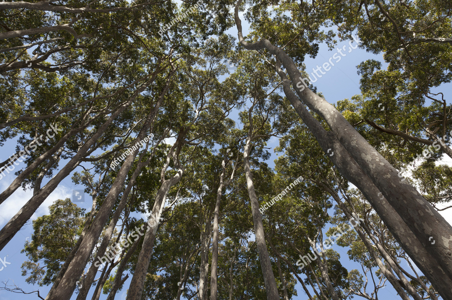 Grey Ironbark trees