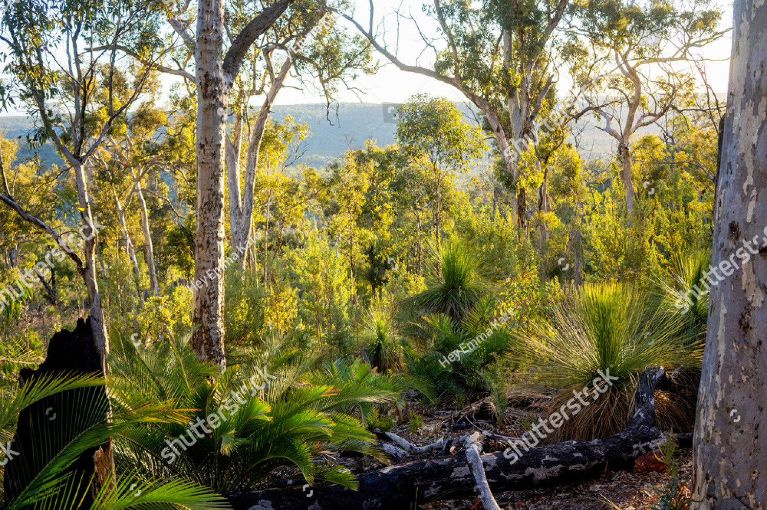 Golden afternoon light in the Australian bush with eucalyptus trees