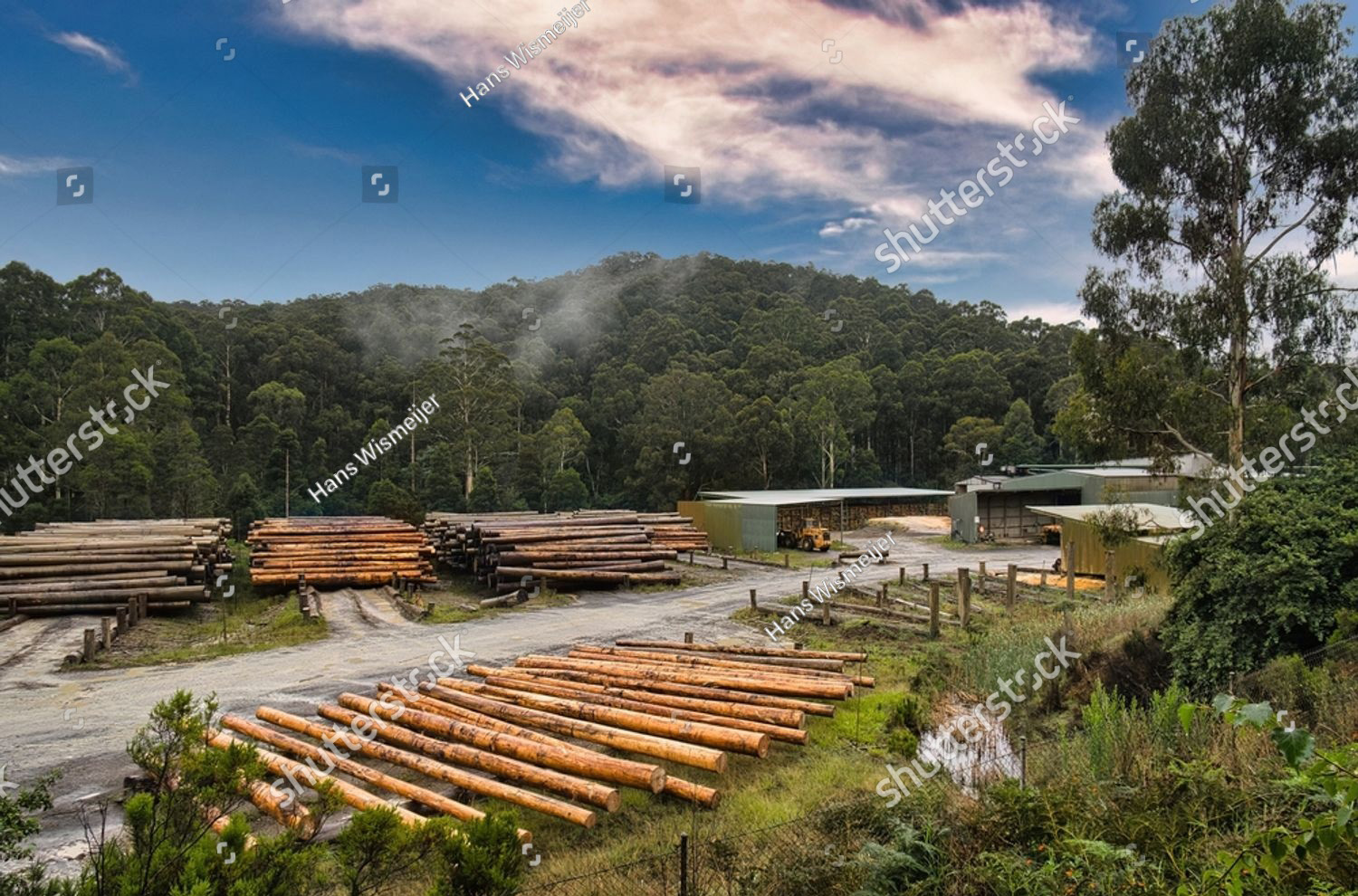 Stacks of logs at a timber yard and sawmill